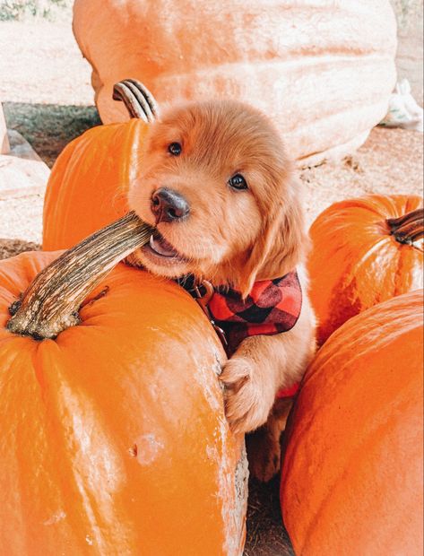 Fall Dog Photos, Halloween Puppy, Helloween Wallpaper, Preppy Dog, Cute Dogs Images, Fall Dog, Cute Animals Puppies, Very Cute Dogs, Cute Dog Pictures