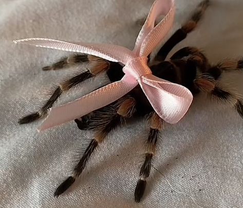 Coquette Tarantula, Trantuala Spider Cute, Pink Toed Tarantula, Coquette Spider, Spooky Animals, Pet Tarantula, Harry Potter Oc, Pet Spider, Vocaloid Funny