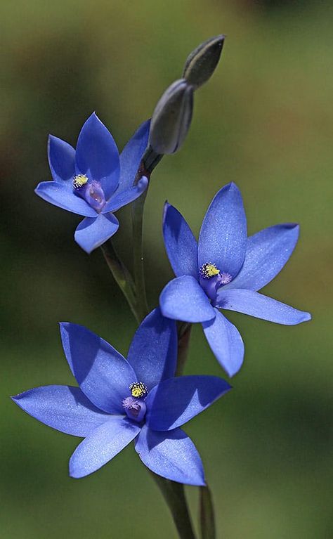 Thelymitra crinita – Blue Lady Orchid 💙 Has been known as Queen Orchid, Lily Orchid  Thelymitra crinita is a species of orchid which is endemic to the south-west of Western Australia. Sun Orchid Photo credit: Noel Hoffman Via Orchids WA Blue Orchid Flower, Orchids Care, Orchid Drawing, Orchids Painting, Orchid Photography, Orchid Images, Orchid Tattoo, Orchid Centerpieces, Orchid Photo