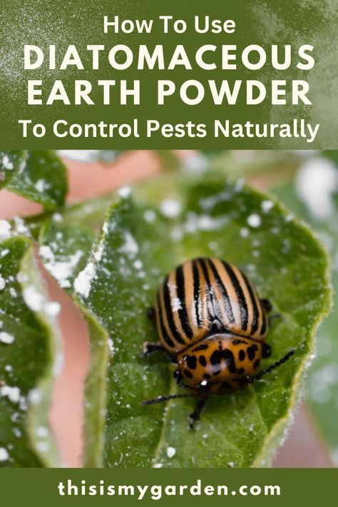 A close up photo of a potato beetle crawling on a plant that has been sprinkled with Diatomaceous Earth powder. Diatomaceous Earth Benefits, Diatomaceous Earth Food Grade, Squash Bugs, Jeans Crafts, Cucumber Beetles, Homestead Life, Vegetable Benefits, Homestead Ideas, Sustainable Gardening