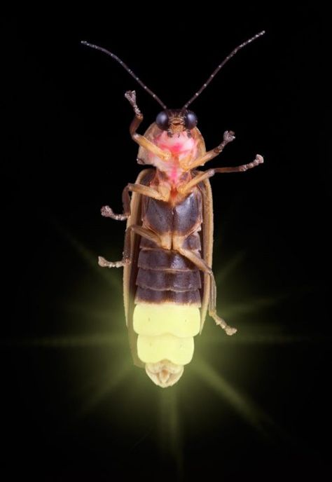 How fireflies glow and what signals they're sending | Earth | EarthSky Firefly Images, Lighting Bugs, Chasing Fireflies, Firefly Lights, Star Trails, Smoky Mountain National Park, Beetles, Firefly, Black Background