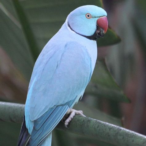 Blue Ring-necked Parakeet Ring Necked Parakeet, Indian Ringneck, Ring Neck, African Grey Parrot, Parrot Bird, Nsw Australia, All Birds, Bird Pictures, Exotic Birds