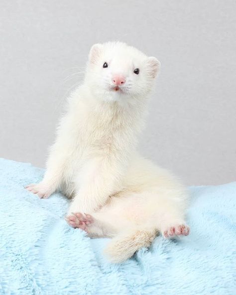 QUESTION: What is the comfiest position for your furbaby to sleep in? Ferret White, White Ferret, Albus Dumbledore, Ferret, Fanfiction, Books Wattpad, Wattpad, Books, White