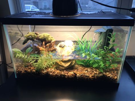 10 Gallon Turtle Tank Ideas, 10 Gallon Aquarium, Crab Ideas, Tetra Aquarium, Axolotl Tank, Ghost Shrimp, Turtle Aquarium, Turtle Habitat, Underwater Caves