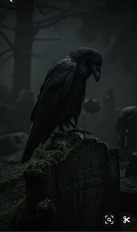 Raven Wallpaper Dark, Crows Aesthetic Wallpaper, Alone Wallpers Phone, Raven Aesthetic, Black Hd Wallpaper Iphone, Rabe Tattoo, Black Skulls Wallpaper, Dark Forest Aesthetic, رعب نفسي