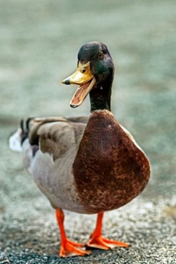 Keeping Ducks, Duck Pictures, Duck Wallpaper, Duck Photo, Expensive Art, Pet Ducks, Funny Duck, Mallard Duck, A Duck