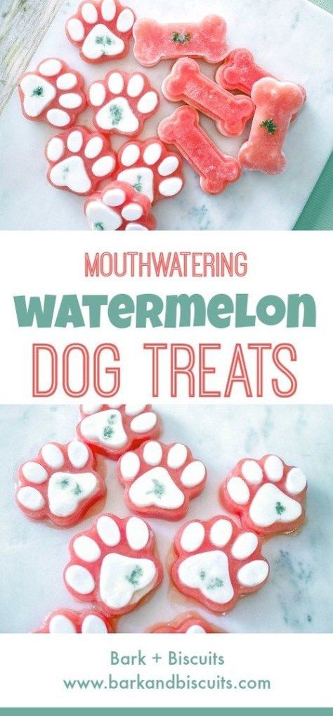 #monkoodog #smartdog #watermelondogtreats #dogtreat #dogsummerrecipes  credit:@Bark and Biscuits Watermelon Dog Treats, Diy Dog Treats Healthy, Watermelon Dog, Dogs Treats, Frozen Dog Treats, Dog Biscuit Recipes, Easy Dog Treats, Healthy Dog Treats Homemade, Dog Treats Homemade Recipes