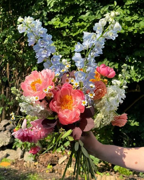 Juicy florals for a scorching weekend in London 🥵🌞 Feat. British grown peonies, delphiniums, feverfew, stocks, ranunculus and alstromeria. With roses from the garden. #juicyflorals #londonblooms #britishdelphiniums #gardenroses #britishranunculus #britishalstromeria Delphinium Flower Bouquet, Weekend In London, Spring Flower Arrangements, Bloom Where Youre Planted, Peonies Garden, Nothing But Flowers, Flower Therapy, Peonies Bouquet, Pretty Plants