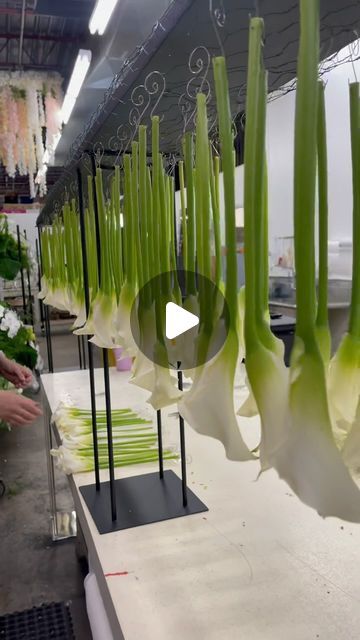 Ashley MacDonald Floral Designs on Instagram: "Floral tips and tricks  We tackled another hanging calla installation and we cannot explain how easy this modern design is. Watch the full video for tips and tricks which have cut our design time in half.   #tipsandtricks #tips #designhacks #floraltips #floraldesign #floraldesigner #designtricks #moderndesign #modernstyle #calla #callalily #trends #wedding #weddingtrends #callawedding #hangingcalla #eventflorist #eventdesign" Hanging Calla Lilies, Diy Hanging Floral Installation, How To Make A Hanging Floral Installation, Ceiling Floral Installation, Hanging Floral Arrangements, Modern Floral Centerpieces, Flower Mechanics, Suspended Floral Installation, Wedding Installations