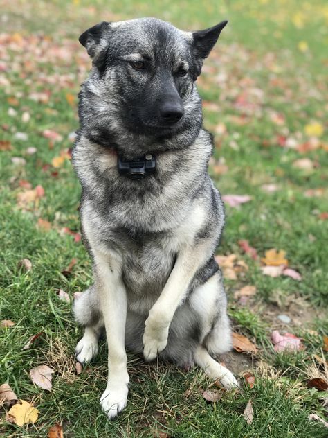 Hidden Doors, Norwegian Elkhound, Barking Dog, Most Beautiful Dogs, Dog List, Pretty Dogs, Dog Lead, Cute Funny Dogs, Cute Animal Pictures