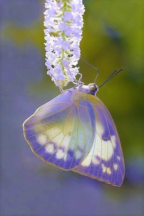 Caught in a flutter of beauty & grace... butterflies are like nature's tiny little ballet dancers fluttering about spreading joy one flutter at a time... Gigi Lynn NOT MY IMAGES!  unless otherwise stated.. #flutterbybutterfly #butterfly #butterflies  #naturesballetdancers #spreadingjoy #beautyandgrace #nature Pretty Insects, Borboleta Tattoo, Beautiful Butterfly Photography, Moth Caterpillar, Beautiful Bugs, Butterfly Pictures, Pretty Animals, Bugs And Insects, Fantasy Inspiration