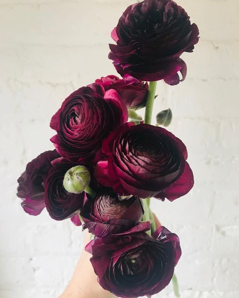 Burgundy ranunculus. Wine colored flowers. Green Bee Floral Designs Whimsigoth Bouquet, Dark And Moody Floral Arrangements, Goth Flower Arrangements, Goth Flower Bouquet, Dark Flower Arrangements, Edgy Flowers, Wedding Bouquet Dark, Plum Ranunculus, Goth Flowers