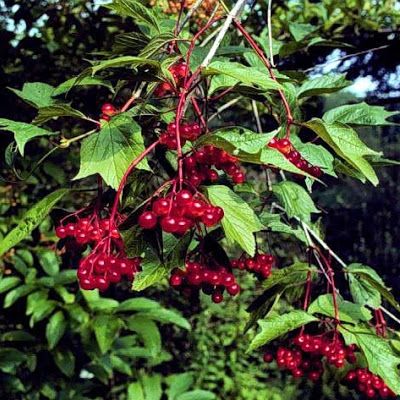 Highbush Cranberry Jelly @keyingredient Cranberry Syrup Recipe, Cranberry Syrup, Highbush Cranberry, Cranberry Jelly, Shade Landscaping, Natural Alternatives, Red Bud, Jelly Recipes, Apple Cranberry