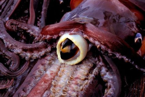 Octopus Mouth, Squid Beak, Human Decomposition, Siren Creature, Humboldt Squid, Antimicrobial Resistance, Pecking Order, Alien Design, Underwater Creatures