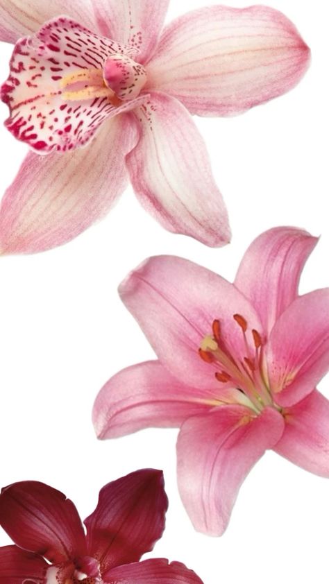 Pink Lilies Wallpaper, Lilies Flowers Wallpaper, Lillies Wallpapers, Orchid Wallpaper Aesthetic, Orchid Wallpaper Iphone, Lily Aesthetic Wallpaper, Lily Wallpaper Aesthetic, Ipad Wallpaper Flowers, Flower Wallpaper Ipad