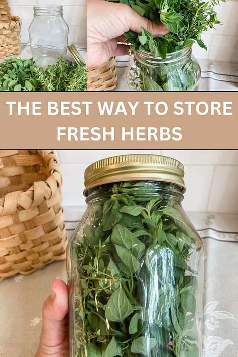 The Ultimate Way to Store Fresh Herbs - Quaint French Living Basil Storage Fresh, How To Gift Fresh Herbs, Best Way To Store Herbs, Storing Herbs From Garden, How To Store Fresh Herbs From Garden, Saving Herbs From Garden, Growing Fresh Herbs, Storing Fresh Sage, How To Make Your Own Dried Herbs