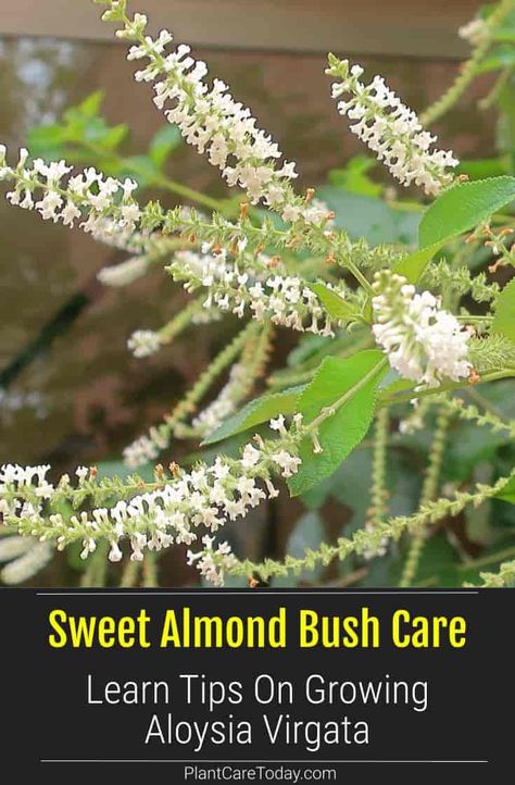 Sweet Almond Bush (Aloysia Virgata) large shrub or small tree size, scalloped leaves, showy flowers, supremely fragrant scent of vanilla or almonds. [DETAILS] Almond Verbena, Verbena Plant, Common Garden Plants, Texas Landscaping, Lake Garden, Florida Gardening, Fragrant Plant, Front Landscaping, Bee Garden