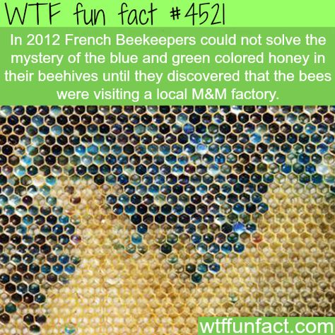 Where is the blue honey coming from? Back To Nature, The More You Know, Bee Keeping, Nature Design, Bee Hive, Things To Know, Funny Facts, Blue And Green, National Geographic