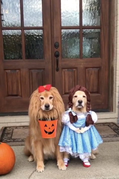 These Golden Retrievers Dressed as Wizard of Oz Characters Are Simply Too Much Dog Halloween Costumes, Airedale Terrier, Dog Costumes, Memes Humor, Dog Costume, Halloween Animals, Cool Halloween Costumes, Pet Costumes, Golden Retrievers