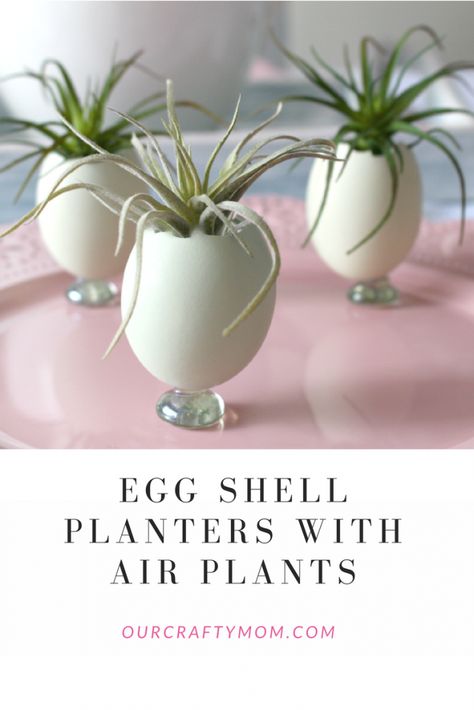 Natural Blue Eggs Used As Planters With Air Plants Our Crafty Mom #eastereggs #airplants #eggshellplanters Egg Shell Planters, Easter Place Cards, Easter Craft Projects, Winter Wonderland Decorations, Crafty Mom, Blue Eggs, Upcycle Decor, Egg Shell, Homemade Holiday