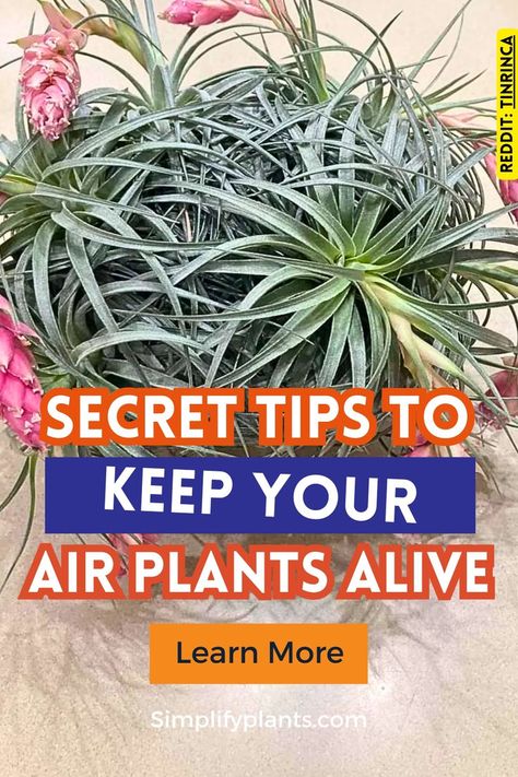 "Discover essential air plant care tips to keep your green friends thriving! Learn how to propagate air plants and explore creative air plant display ideas. From air plant gardens to DIY projects, find inspiration for submerged plants and unique airplant holders. Dive into our plant care guide covering types of air plants, how to water air plants, and how to grow air plants effortlessly. Perfect for low maintenance indoor plants, these air plants are ideal for any space. Air Plant Display Ideas, Plant Holder Diy, Types Of Air Plants, Air Plant Care, Air Plant Garden, Low Maintenance Indoor Plants, Plant Display Ideas, Plant Care Guide, Plant Care Tips