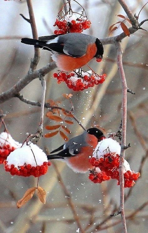 Schnee Party, Image Nature, Cute Christmas Wallpaper, Animal Antics, Winter Bird, Christmas Bird, Bird Watcher, Winter Animals, Silly Animals