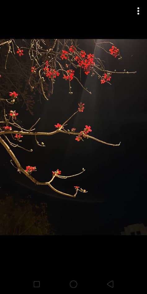 Mesmerizing cherry blossom flowers in night time give complex even to the beauty of moonlit. Cherry Blossom Wallpaper, Blossom Tattoo, Red Peach, Cherry Blossom Flowers, Red Moon, Peach Blossoms, Anime Scenery Wallpaper, Black Paper, Dark Night