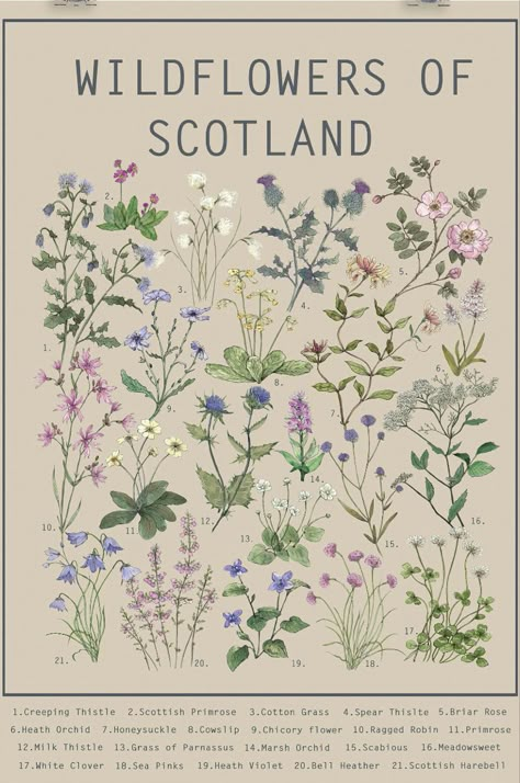 Scotland Tattoo, Thistle Tattoo, Scottish Flowers, Wildflower Drawing, Botanical Sketchbook, Botanical Tattoo, Scientific Illustration, Vintage Poster Art, Botanical Drawings