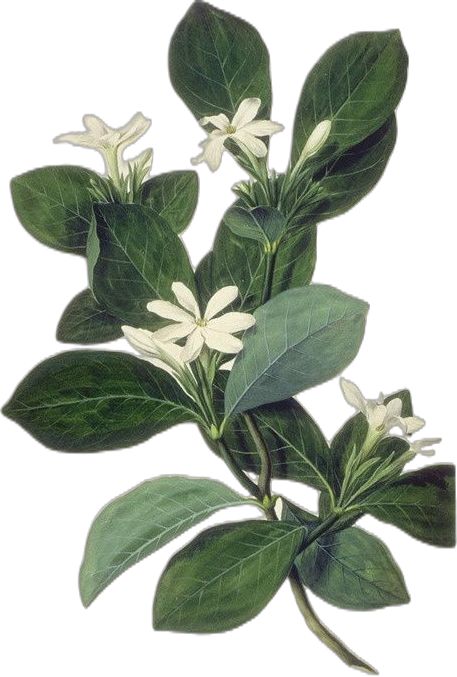 Tahitian Gardenia, Captain James Cook, Tiare Flower, Flowering Bushes, Scrapbook Images, Png Aesthetic, Scrapbook Background, Jasmine Flower, Flowering Vines