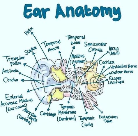 MEDizzy - Anatomy of the ear Ear Structure Anatomy, Ear Diagram Anatomy, Ear Biology, Anatomy Of Ear, Ear Anatomy Drawing, Middle Ear Anatomy, Ear Diagram, Anatomy Diagrams, Ear Structure