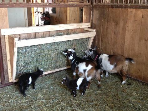 Goat Hay Feeder | Feeding Nigerian Dwarf goats | Serendipity Wendy | Flickr Diy Goat Hay Feeder, Goat Feeders, Goat Hay Feeder, Family Cow, Goat Feeder, Goats And Chickens, Goat Playground, Goat Ideas, Goat Shed