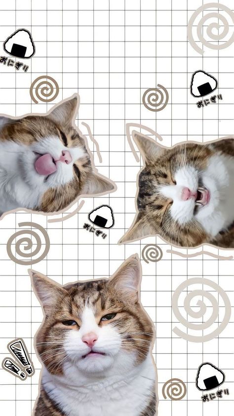 Wallpaper Backgrounds Cats, Cat Icon Wallpaper, Cat Meme Wallpaper, Walpaper Wathsapp Aesthetic, Wallpaper Chat, Cat Wallpaper Cute, I Feel Happy, Cat Phone Wallpaper, Iphone Wallpaper Cat