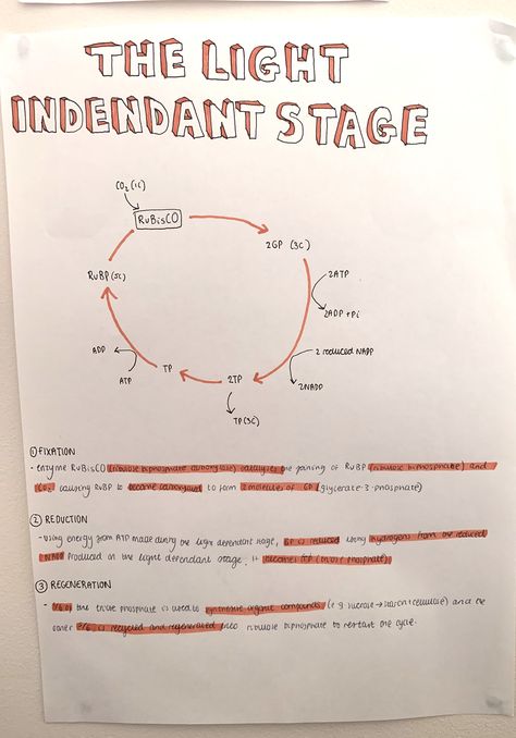 Photosynthesis Experiment, Gcse Cell Biology Revision, A Level Biology Notes Aqa, Biology Revision Gcse Photosynthesis, Gcse Biology Revision Notes Edexcel, A Level Biology Lipids, Study Revision, A Level Biology, Biology Revision