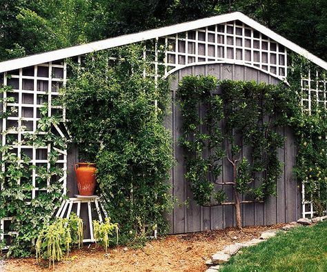 Front Door Trellis, Wall Mounted Trellis, Door Trellis, Large Trellis, Building A Trellis, Wall Trellis, Trellis Fence, Clematis Plants, White Trellis