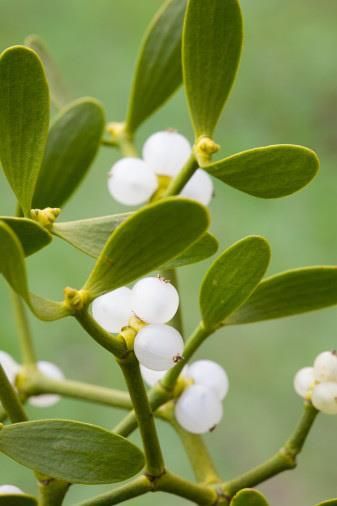 Viscum album is a species of mistletoe Danny Walker, Mistletoe Plant, Composting Process, Garden Trees, Noel Christmas, A Kiss, Botany, Green Leaves, Beautiful Flowers