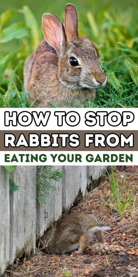 14 Of The Best Rabbit Deterrents For Your Garden Bunny Repellent, Rabbit Fence For Garden, Rabbit Proof Garden, How To Keep Critters Out Of Garden, Rabbit Deterrent For Garden, How To Keep Rabbits Out Of Garden, Rabbit Repellant In The Garden, Keeping Rabbits Out Of Garden, Deter Rabbits From Garden Plants