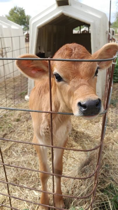 Mini Highpark Cow, Mini Jersey Milk Cow, Micro Mini Cows, Mini Jersey Cow, Firbolg Rogue, Cow Ranch, Bottle Calf, Jersey Cow Milk, Family Cow