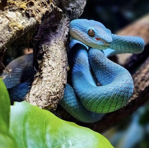 Blue Insularis Pit Viper Blue Insularis, Pit Viper, Arachnids, Reptiles, Insects, Birds, Animals, Blue