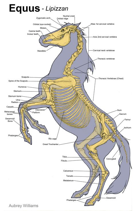 Tumblr: Image Otter Skeleton, Skeleton Study, Muscle Study, Horse Bones, Horse Skeleton, Equine Veterinarian, Zombie Life, Large Animal Vet, Horse Art Drawing