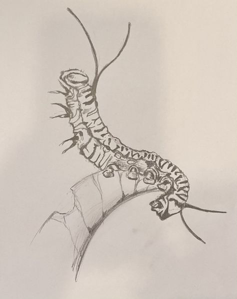 Catipillar Drawing Simple, Caterpillar Drawings, Monarch Drawing, Caterpillar Sketch, Caterpillar Drawing, Caterpillar Tattoo, Caterpillar Art, Canadian Lifestyle, World Art Day