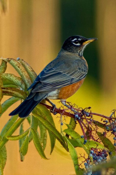 American Robin Bird, Birds Robin, Black Bird Tattoo, Pet Bird Cage, American Robin, Bird Feather, Bird Photos, Robin Bird, Washington Usa