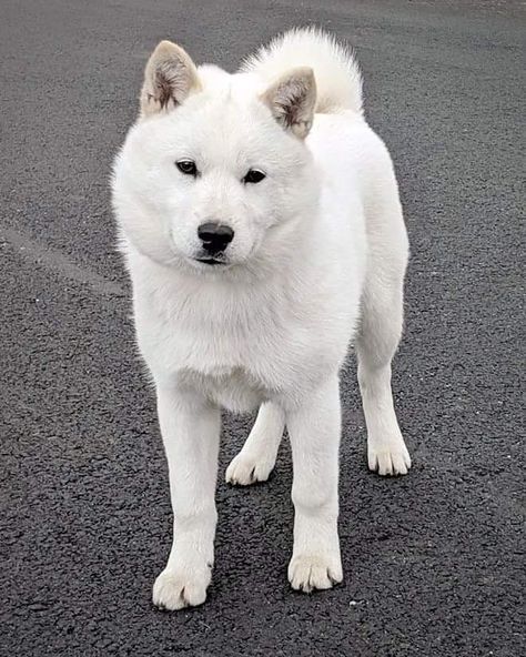 Hokkaido Dog, Mink Animal, Samoyed Husky, Dog Types, Japan Hokkaido, Girl And Her Dog, Akita Inu, Shiba Inu Dog, Siberian Huskies