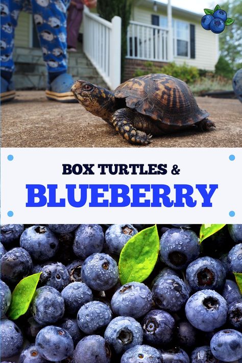 Are blueberries on the approved box turtle diet list? These turtles love fruit but they can't have them all. Read more on what blueberries do for box turtles. [DETAILS] Box Turtle Diet, Box Turtle Food, Pet Turtle Care, Box Turtles, Turtle Care, Low Maintenance Pets, Bone Diseases, Pet Turtle, Box Turtle