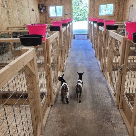 Farm Animals House Ideas, Lamb Stall Ideas, Small Farm Animal Pens, Goat And Sheep Together, Pallet Stalls For Goats, Goat House Ideas Buildings, Kidding Pens For Goats, Goat Incloser, Goat Stall Ideas