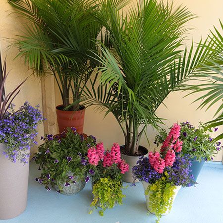 5 Things to Know About Majesty Palms | Costa Farms Majesty Palm Planter Ideas, Majesty Palm Outdoor, Southern Landscaping, Tropical Planting, Dirt Therapy, Deck Inspiration, Front Door Planters, Majesty Palm, Majestic Palm