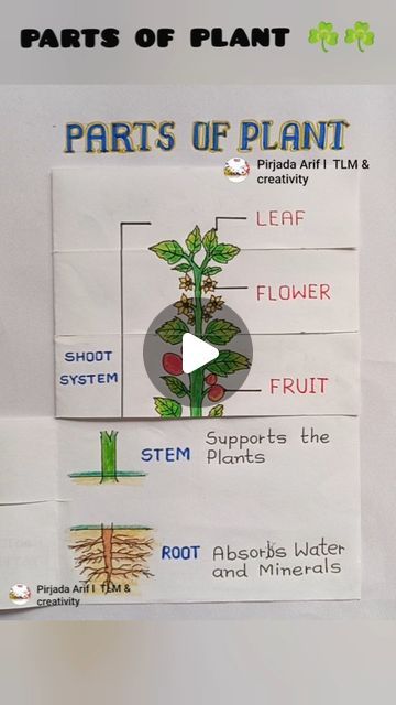 Parts Of A Plant Science Project, Parts Of Plants Project For Kids, Parts Of A Plant Activity, Parts Of Plants Activities, Parts Of Plants Chart, Plant Parts Activities, Parts Of Plant Project, Part Of Plant, Parts Of A Plant Craft