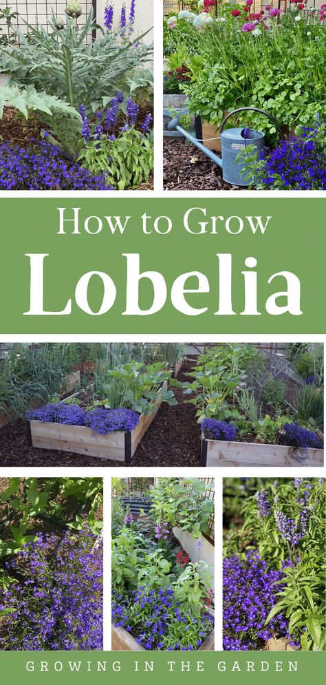 Flower Planting Guide, Lobelia Flowers, Small Garden Waterfalls, Lobelia Cardinalis, Blue Flowers Garden, Japanese Garden Landscape, Vegetable Garden Tips, Grow Flowers, Flax Flowers