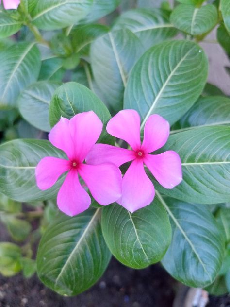 Madagascar Periwinkle Flower, Madagascar Periwinkle, Periwinkle Plant, Catharanthus Roseus, Periwinkle Flower, Poison Garden, Periwinkle Flowers, Bright Eyes, Graveyard