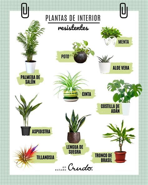 7 Ideas De Plantas Buenas Y Malas | Plantas, Jardineria Y Plantas Interior, Plant Care Houseplant, Vegetable Garden Diy, Inside Plants, Plant Guide, Plant Decor Indoor, House Plants Decor, Small Backyard Patio, Diy Home Decor Easy