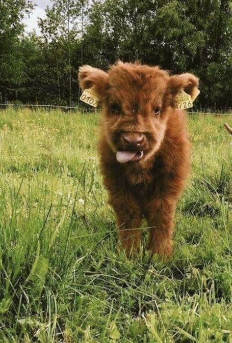 Baby Highland Cow, Fluffy Cows, Wallpaper Disney, Baby Cow, Baby Animals Pictures, Wallpaper Tumblr, Baby Cows, Cute Animal Photos